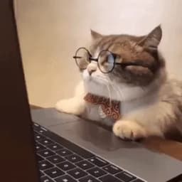 GatoTheCat
