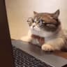GatoTheCat