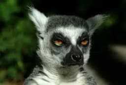 Lemur4iK