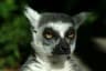 Lemur4iK