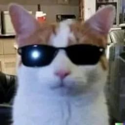 cattosoftworks