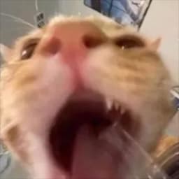 KittenHook