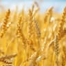 wheatdevelopment