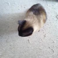 Kittypitty