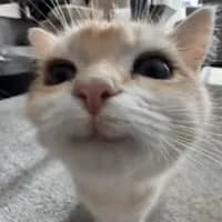 OwO