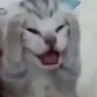 PepeColita