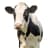 Script creator replied