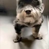 Davidisnotafurry