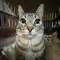 meowincscripts