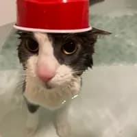 Cupkitty