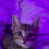 lilah