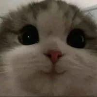 issapizza