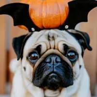 Mops