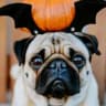 Mops