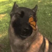 Wasadream