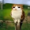OWLHACK