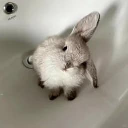 piletom