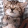 Chill_Guy