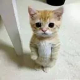 OmniCat