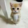OmniCat