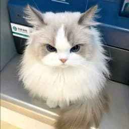 KawaiMimi