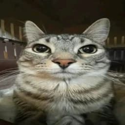 rqo0d