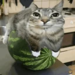 Watermeloncat