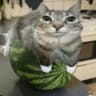 Watermeloncat