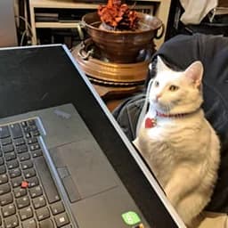 DevelopingCat