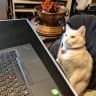 DevelopingCat