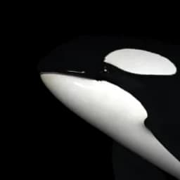 orcas