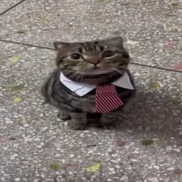 Immorty