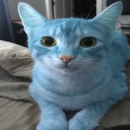 very_blue_cat