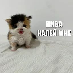 Pivasik
