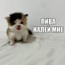 Pivasik