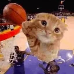 bonkerscat42
