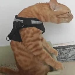CapzTheCat