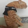 CapzTheCat