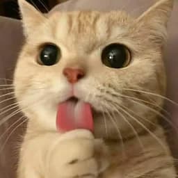 CatZZZZ