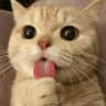 CatZZZZ