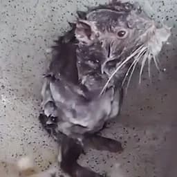 fluffy_mouse