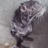 fluffy_mouse