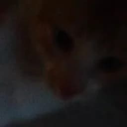 Mahochan