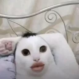 Mambo