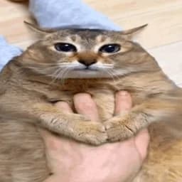 MaowMaow