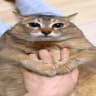 MaowMaow
