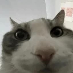 obfuscatedx