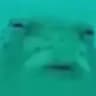 afish