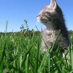 cutecat