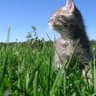 cutecat